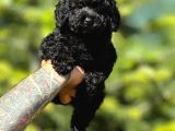Orjinal Siyah Toy Poodle Yavrularımız