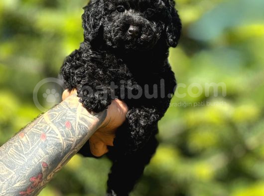 Orjinal Siyah Toy Poodle Yavrularımız görsel