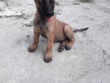 Malinois Yavrular Her Yere Gönderilir