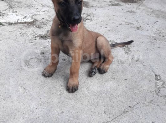 Malinois Yavrular Her Yere Gönderilir görsel