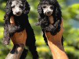 Silver Renk Toy Poodle