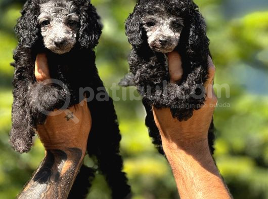 Silver Renk Toy Poodle görsel