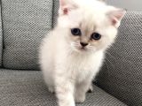 Bristih Blue Point Erkek