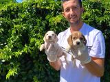 Safkan Anne Ve Babadan Beagle Yavruları