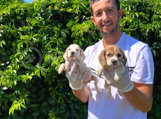 Safkan Anne Ve Babadan Beagle Yavruları görsel