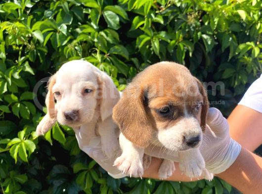Safkan Anne Ve Babadan Beagle Yavruları görsel