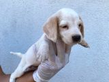 Safkan Anne Ve Babadan Beagle Yavruları