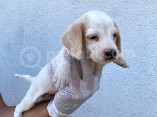Safkan Anne Ve Babadan Beagle Yavruları görsel