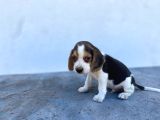 Safkan anne ve babadan beagle yavruları