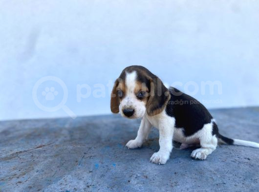 Safkan Anne Ve Babadan Beagle Yavruları
