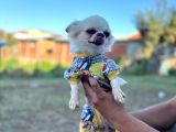 Sevimli 0 boy mini şivava