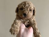 2 aylık safkan toy poodle