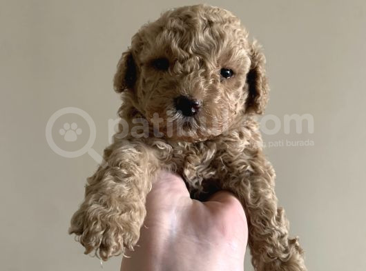 2 Aylık Safkan Toy Poodle