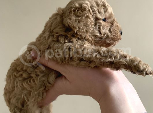 2 Aylık Safkan Toy Poodle görsel