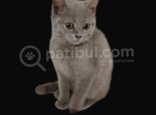 Çok Süper Bi̇r Mi̇nnak İlk Gelen Alir görsel