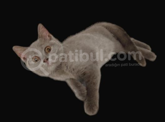 Çok Süper Bi̇r Mi̇nnak İlk Gelen Alir görsel