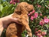 2 Aylık Safkan Toy Poodle