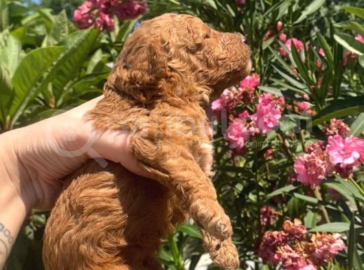 2 Aylık Safkan Toy Poodle görsel