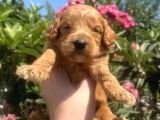 2 Aylık Maltipoo