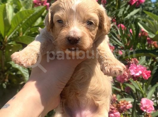 2 Aylık Maltipoo görsel