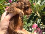 2 Aylık Maltipoo