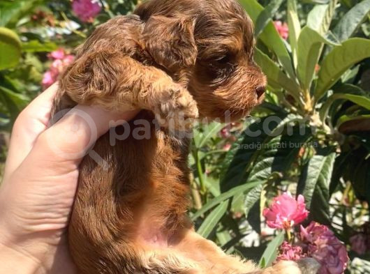 2 Aylık Maltipoo görsel