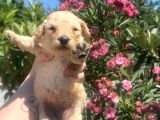 2 Aylık Maltipoo