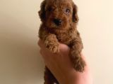 Kore Poodle 0 Numara