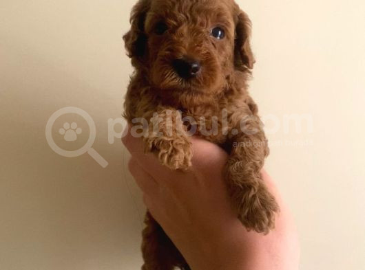 Kore Poodle 0 Numara görsel