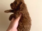 Kore Poodle 0 Numara