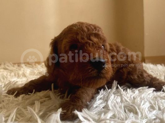 Kore Poodle 0 Numara görsel
