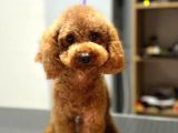 Kore Poodle 0 Numara