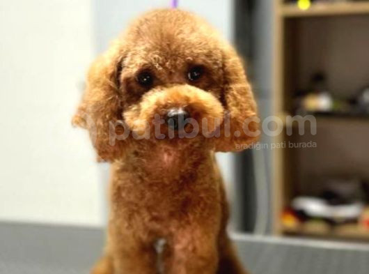 Kore Poodle 0 Numara görsel