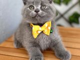 Panda Suratlı Erkek Scottish Fold Bebemiz