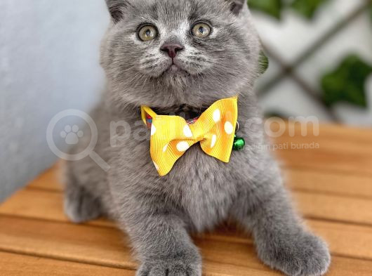 Panda Suratlı Erkek Scottish Fold Bebemiz görsel