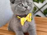 Panda Suratlı Erkek Scottish Fold Bebemiz