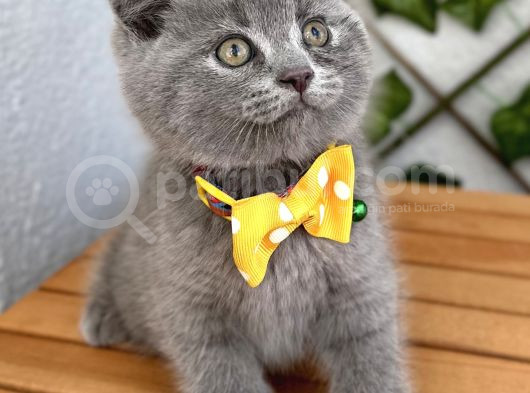 Panda Suratlı Erkek Scottish Fold Bebemiz görsel