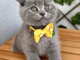 Panda Suratlı Erkek Scottish Fold Bebemiz
