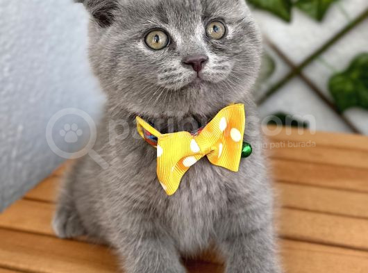 Panda Suratlı Erkek Scottish Fold Bebemiz görsel