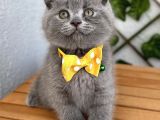 Panda Suratlı Erkek Scottish Fold Bebemiz