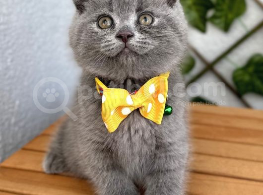 Panda Suratlı Erkek Scottish Fold Bebemiz görsel