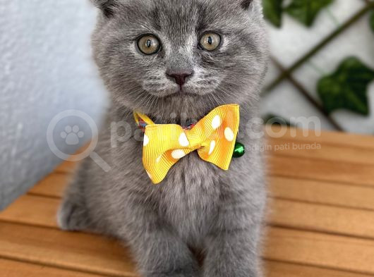 Panda Suratlı Erkek Scottish Fold Bebemiz görsel