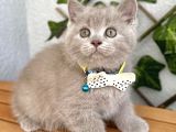 Biblo Surat Lilac British Shorthair Erkeğimiz