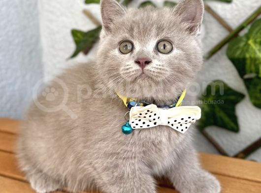 Biblo Surat Lilac British Shorthair Erkeğimiz görsel