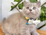 Biblo Surat Lilac British Shorthair Erkeğimiz