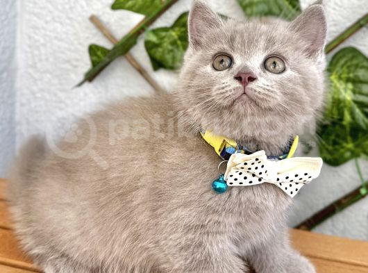 Biblo Surat Lilac British Shorthair Erkeğimiz görsel