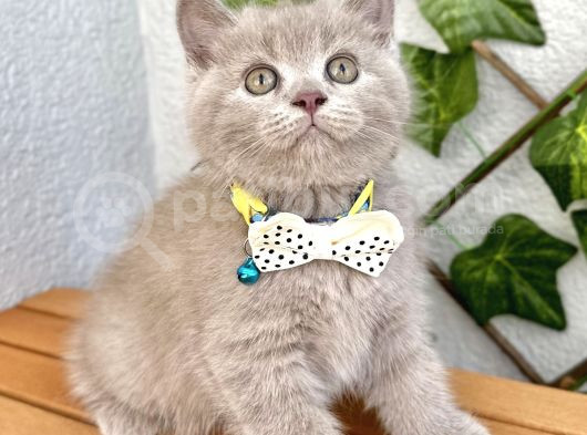 Biblo Surat Lilac British Shorthair Erkeğimiz görsel