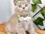 Biblo Surat Lilac British Shorthair Erkeğimiz