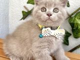 Biblo Surat Lilac British Shorthair Erkeğimiz