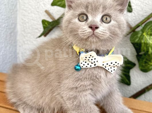 Biblo Surat Lilac British Shorthair Erkeğimiz görsel